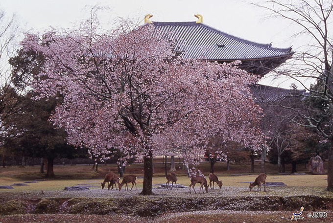 Hoa anh đào tại công viên Nara 