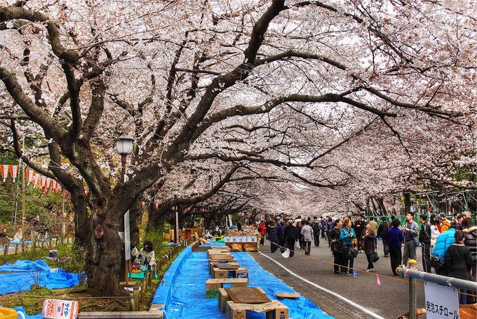 Hoa anh đào tại công viên Ueno