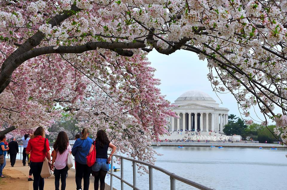 Những trải nghiệm thú vị ở lễ hội hoa anh đào Jefferson Memorial Washington D.C - ảnh 1