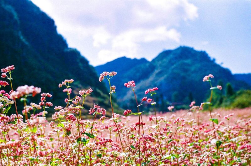 Hà Giang - mùa tam giác mạch 