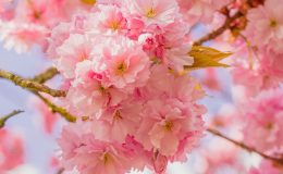 Hoa anh đào ở Nagoya Nhật Bản say mê hồn người