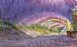 Vườn hoa tử đằng Kawachi